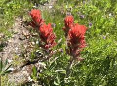 Castilleja elmeri