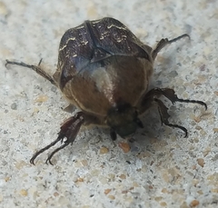 Euphoria sepulcralis