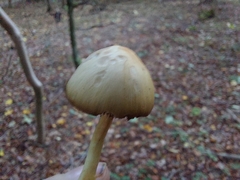 Protostropharia semiglobata