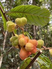 Cupania bracteosa