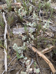 Atriplex leucophylla
