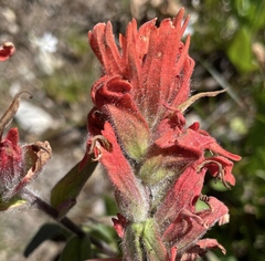Castilleja elmeri