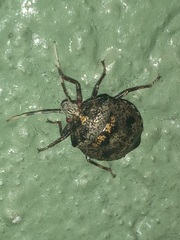 Antiteuchus