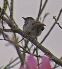 Conirostrum speciosum