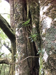 Lysionotus pauciflorus