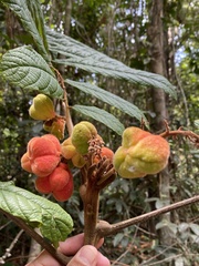Cupania bracteosa