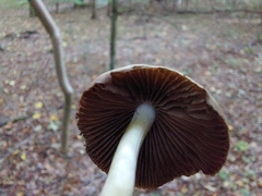 Protostropharia semiglobata