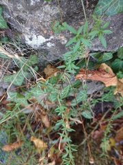 Erigeron karvinskianus
