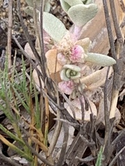 Atriplex leucophylla