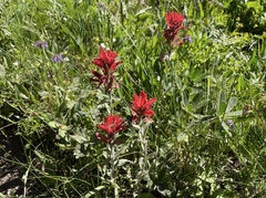 Castilleja elmeri