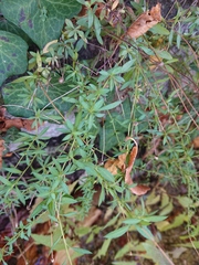 Erigeron karvinskianus