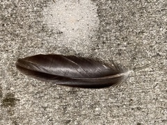 Cairina moschata domestica