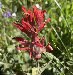 Castilleja elmeri