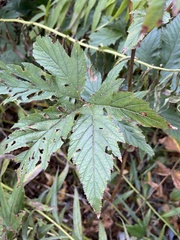 Filipendula rubra
