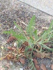 Achillea filipendulina