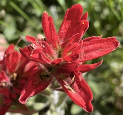 Castilleja elmeri