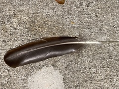 Cairina moschata domestica