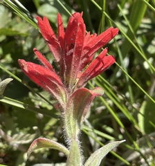 Castilleja elmeri