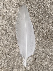 Cairina moschata domestica