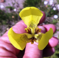 Moraea bellendenii