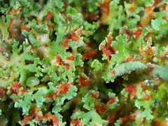 Cladonia norvegica