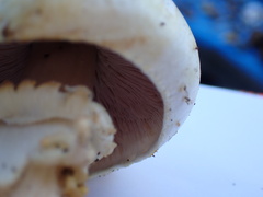 Agaricus essettei