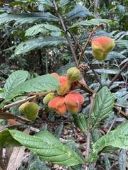 Cupania bracteosa
