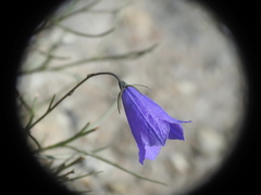 Campanula scheuchzeri