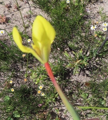 Moraea bellendenii