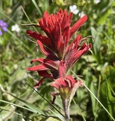 Castilleja elmeri
