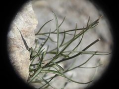 Campanula scheuchzeri
