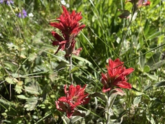 Castilleja elmeri