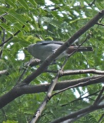 Conirostrum speciosum