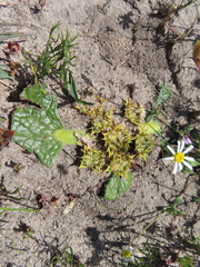 Arctopus echinatus