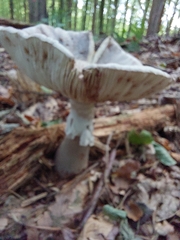 Amanita excelsa