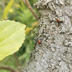 Endomychus chinensis