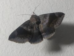 Poaphilini