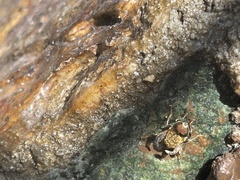 Palpada mexicana
