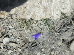 Campanula scheuchzeri