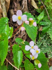 Begonia