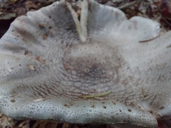 Amanita excelsa