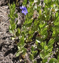 Veronica cusickii