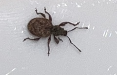 Otiorhynchus crataegi