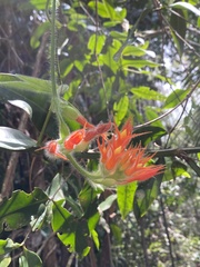 Gurania tricuspidata