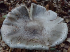 Amanita excelsa