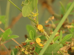 Cajanus scarabaeoides