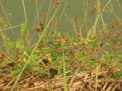 Cajanus scarabaeoides