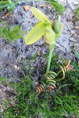 Albuca spiralis
