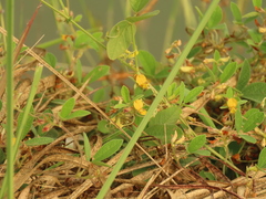 Cajanus scarabaeoides