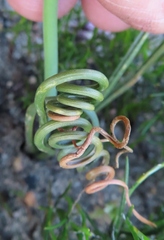 Albuca spiralis